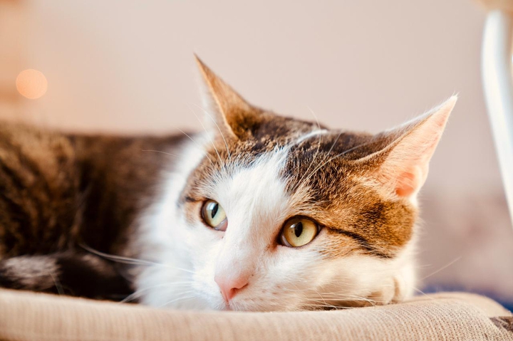 Кот