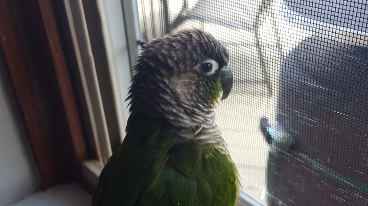 Observing birdie