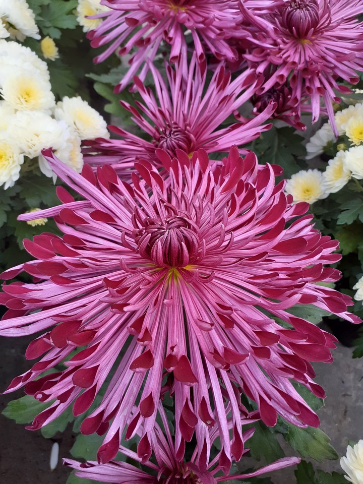 Flowers