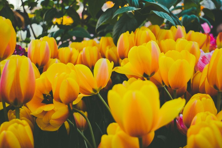 flowers