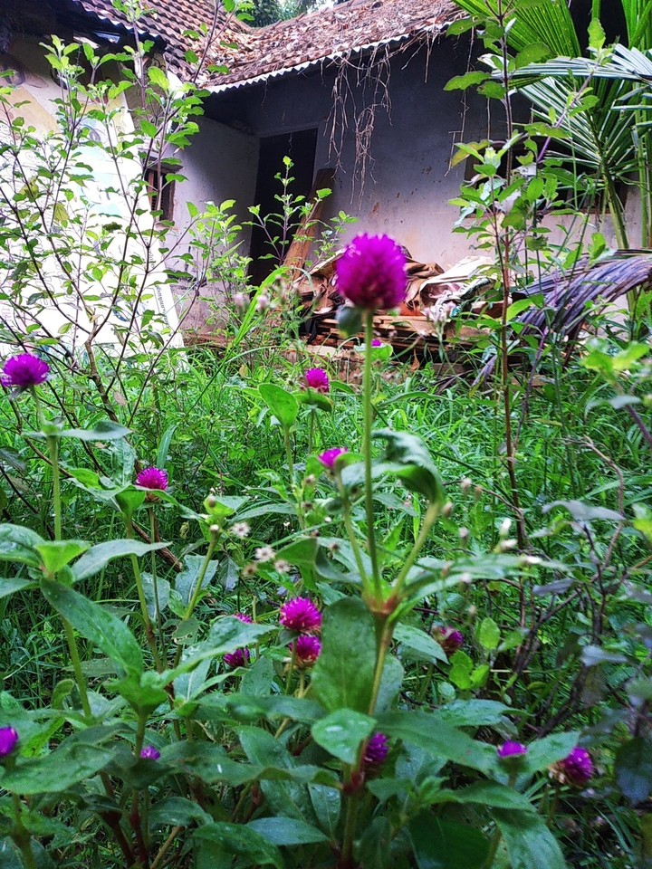 FLOWERS