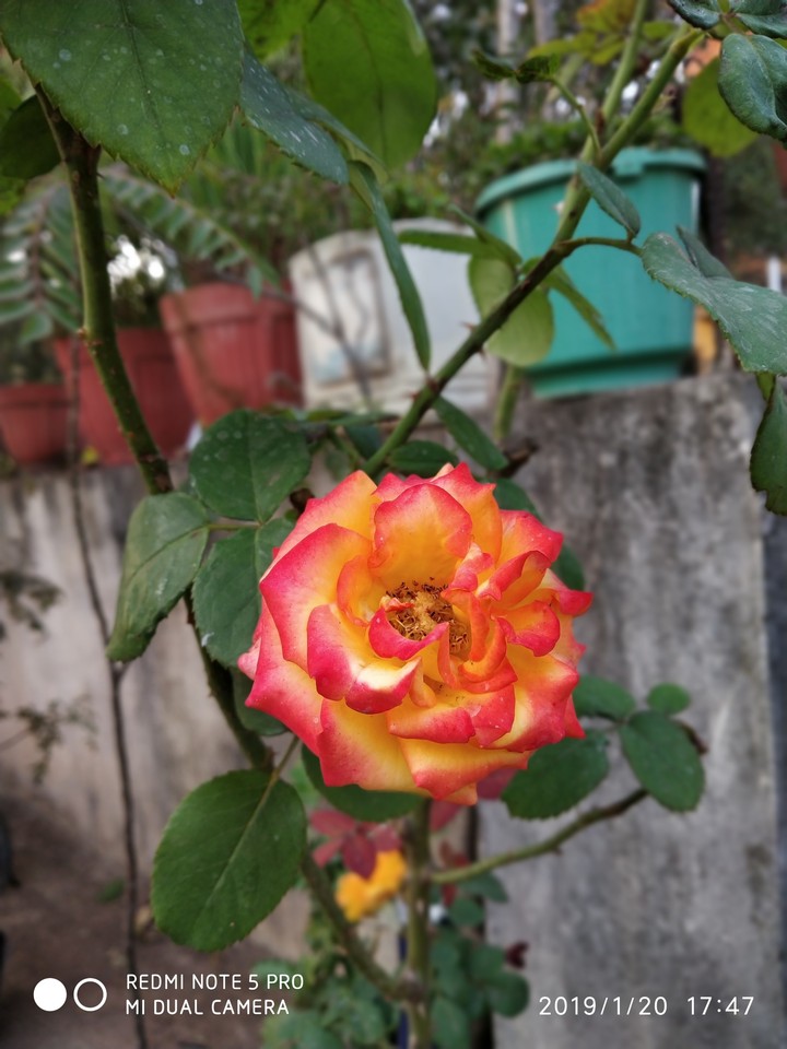Fllowers