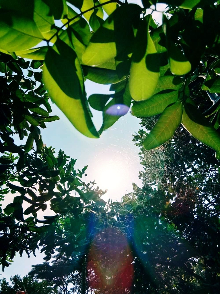 many leaf