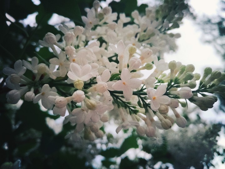 сирень