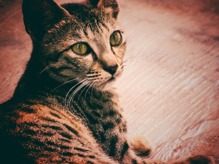 cat