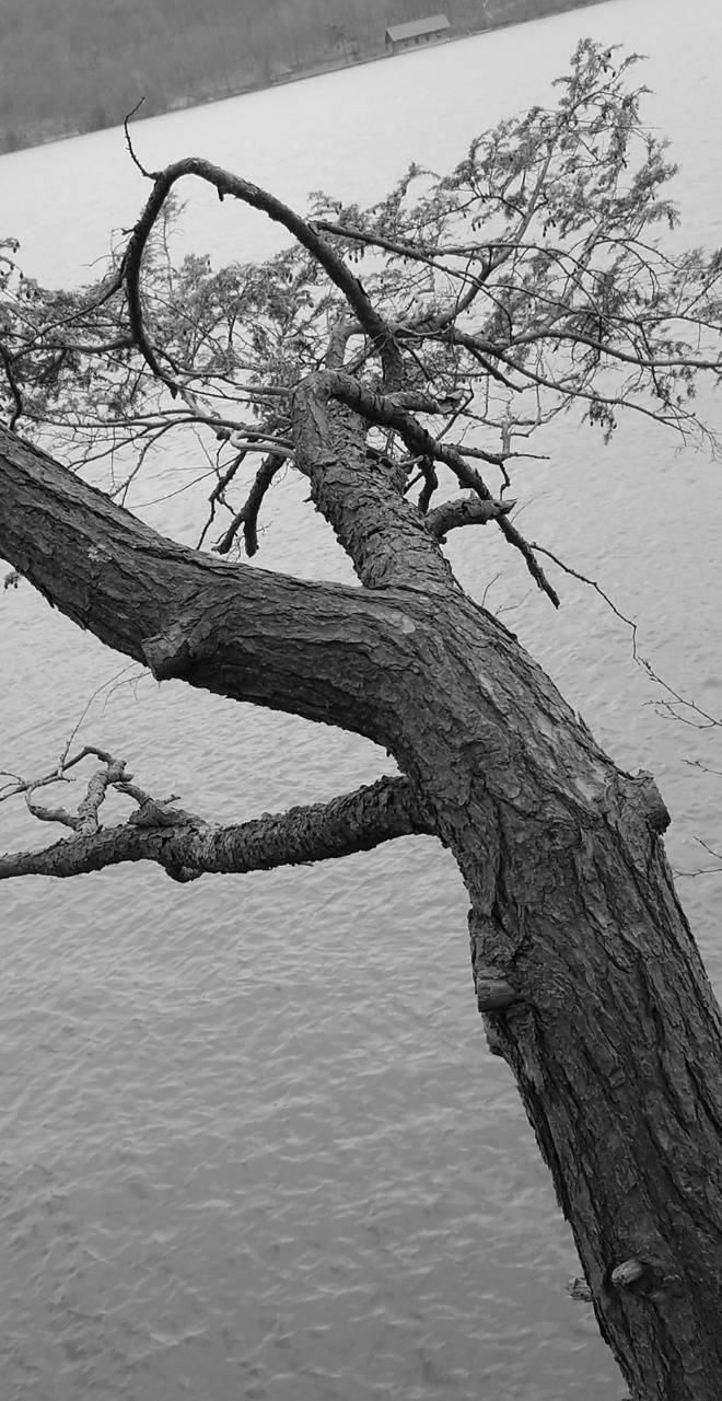 old tree