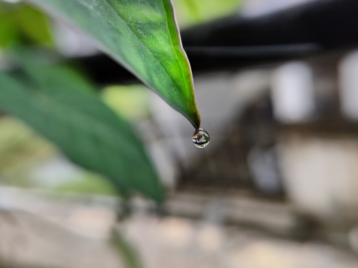 Macro shot of Water drop