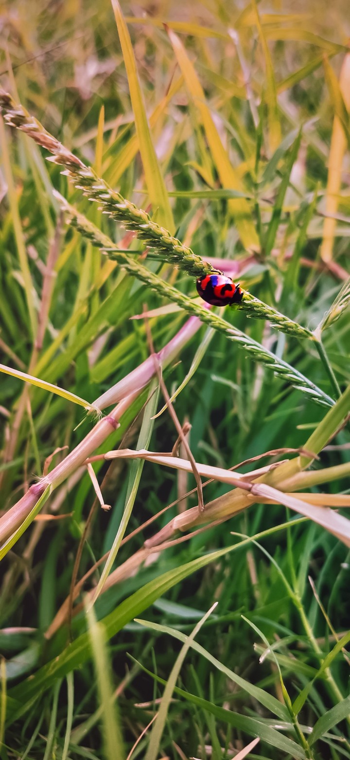 Lady bird