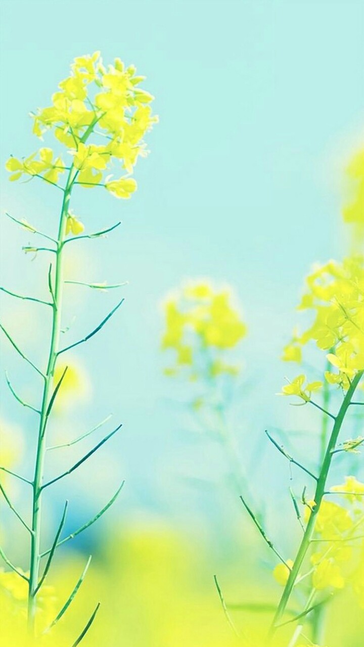 ⭐