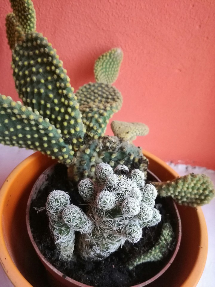 cactus