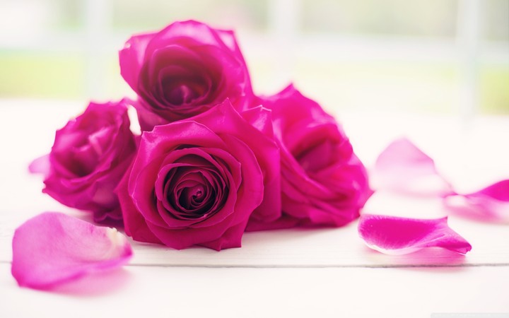 Beautiful roses