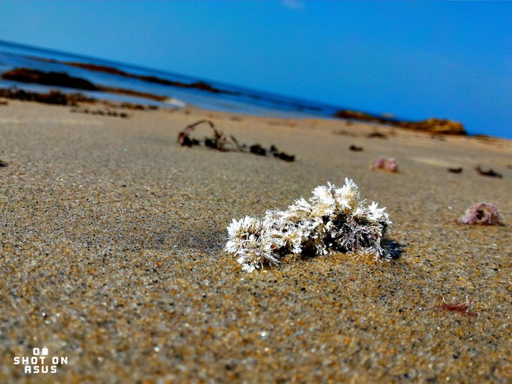 Algea on Sea Shore