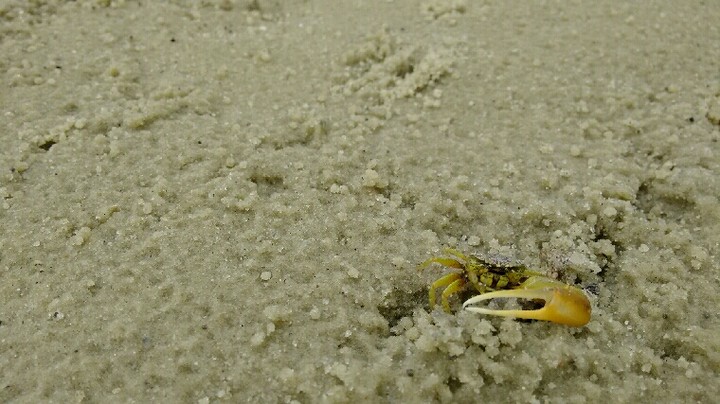 beach crab