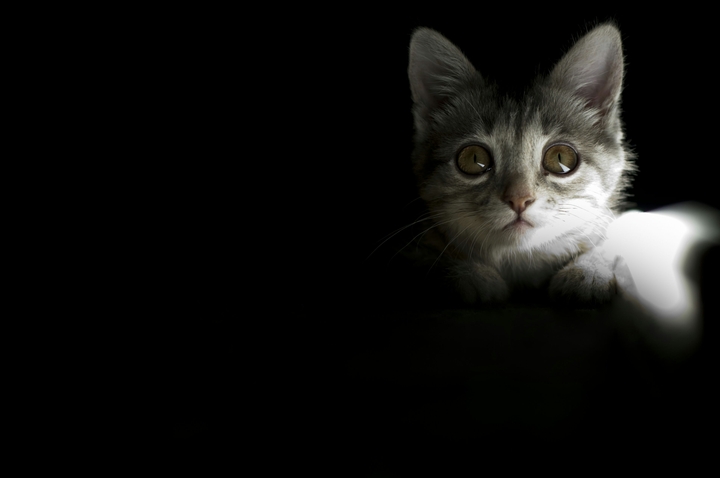 кошка