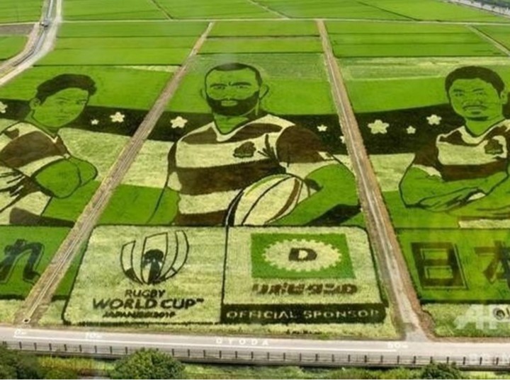 elaborate rice field art - rugby team