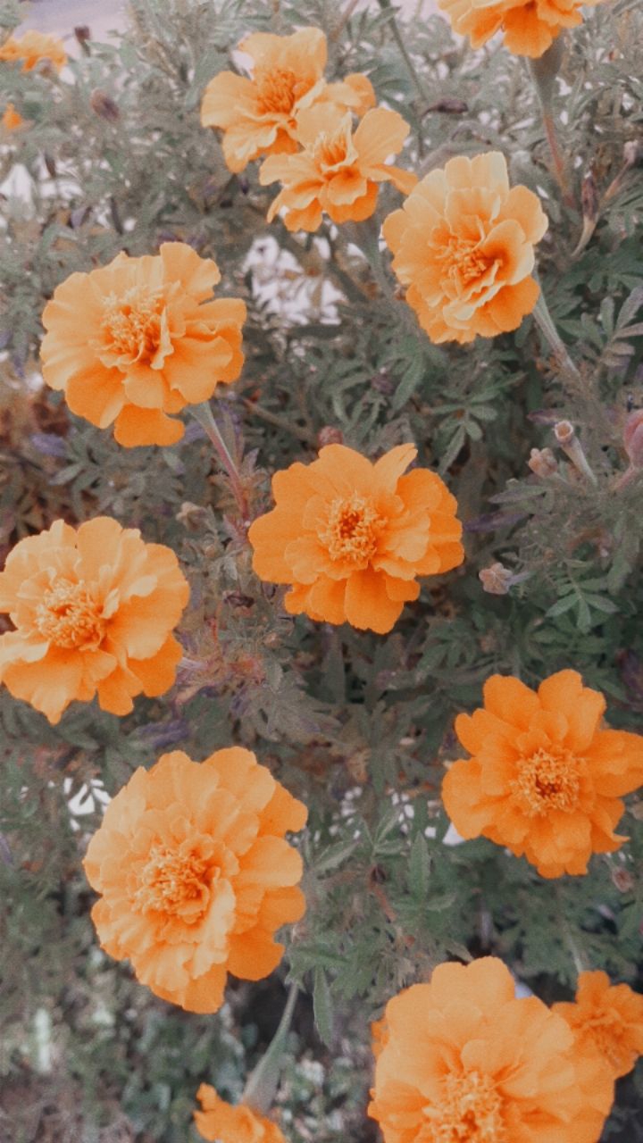 fleur