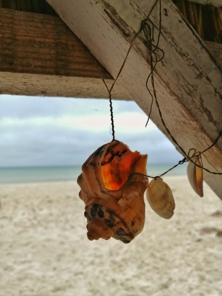 shell