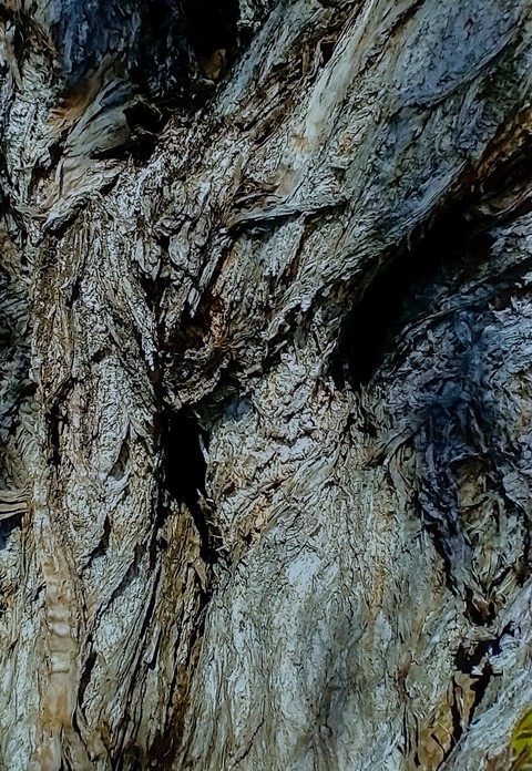 ταπετσαρίες formation, plant