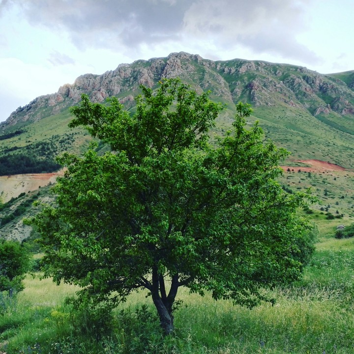 tree
