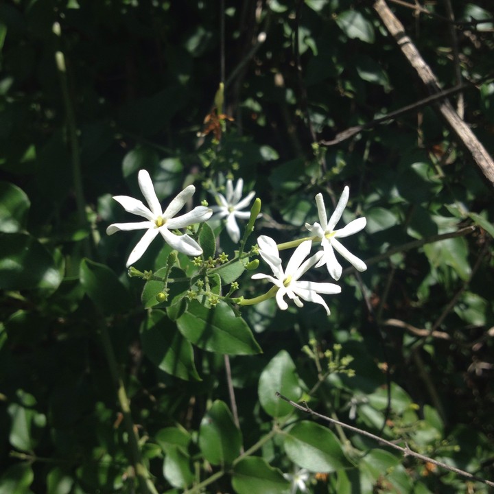 wild jasmin