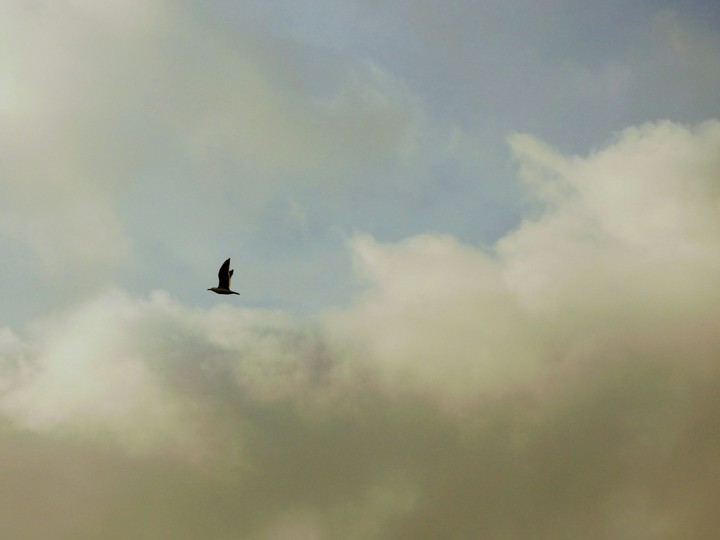 Flying through the clouds