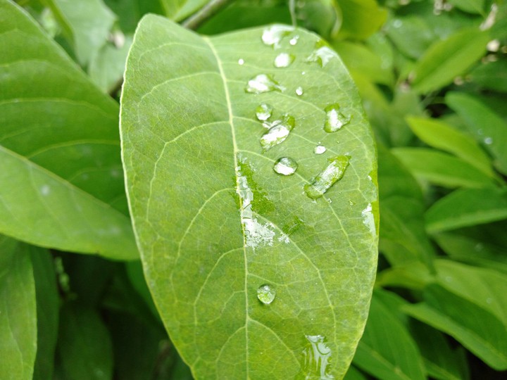 green