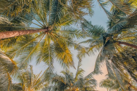 sfondi babassu, vegetation