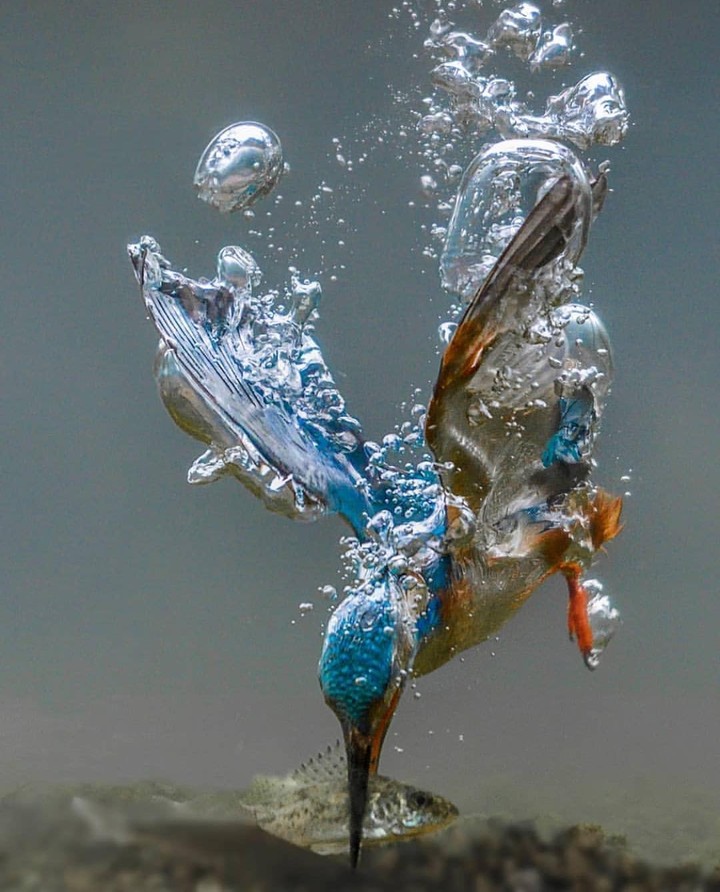 Fishing Bird