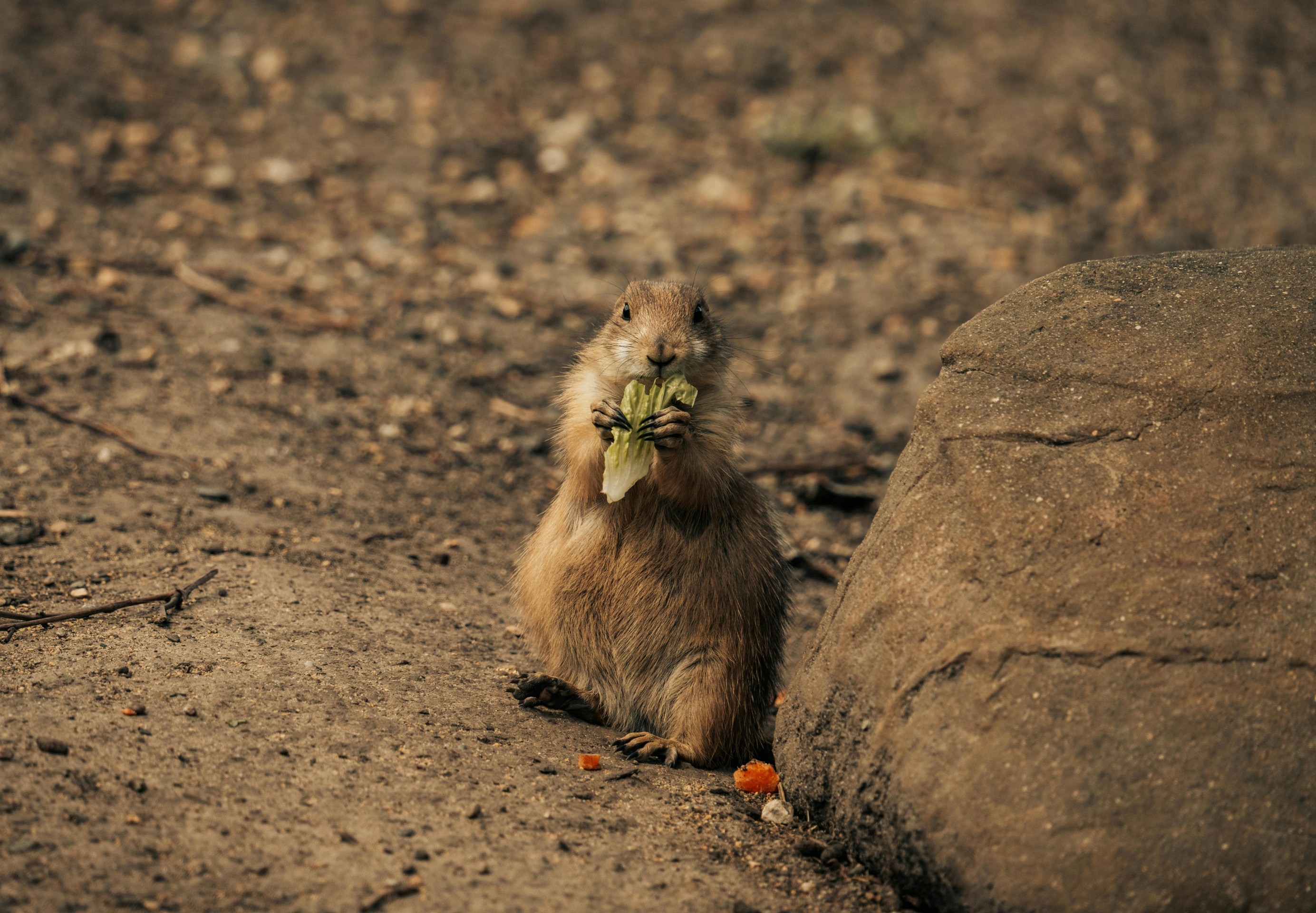 Squirrel, vertebrate Hintergrundbilder