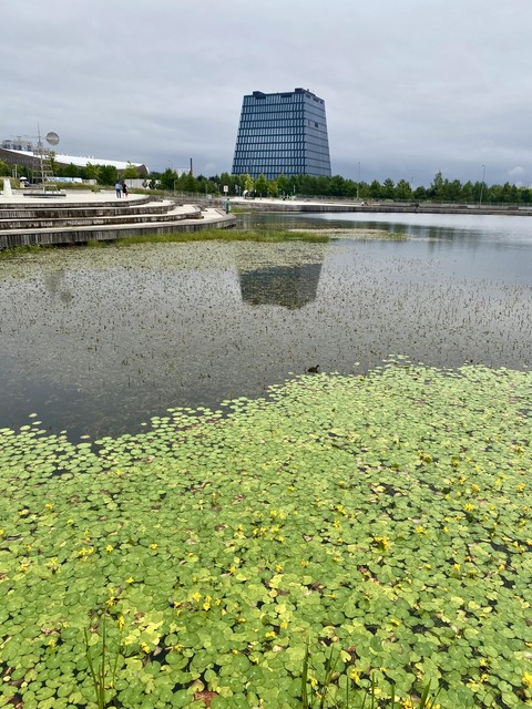 wetland, fen háttérképek
