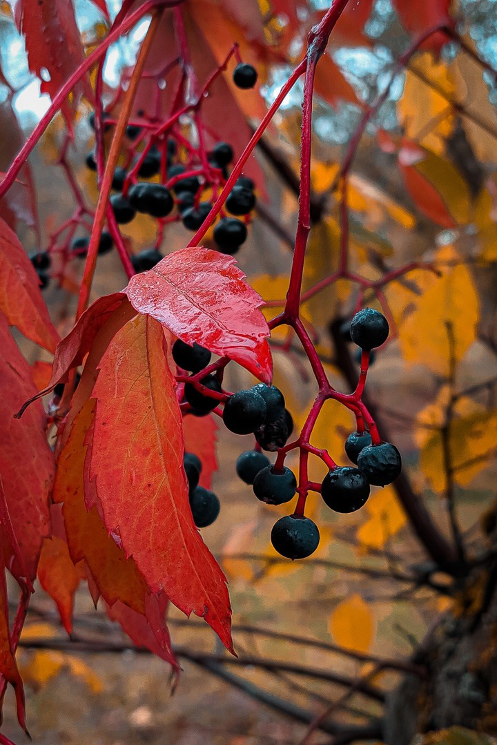 autumn
