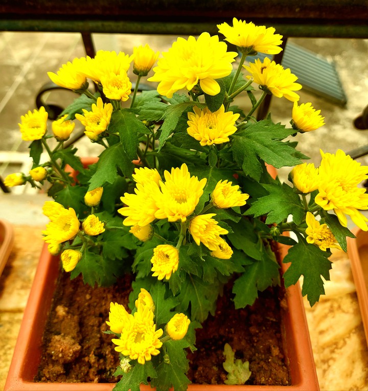 marigold