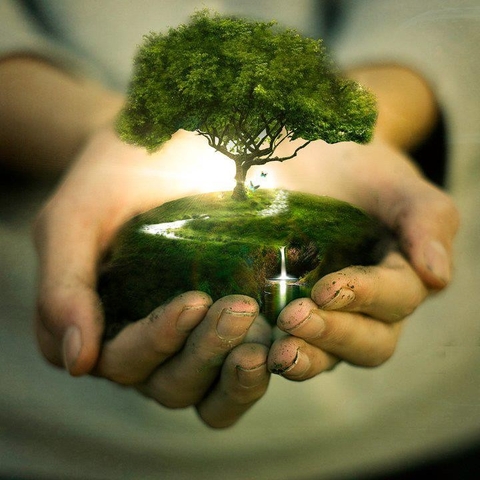 обои bryophyte, earth