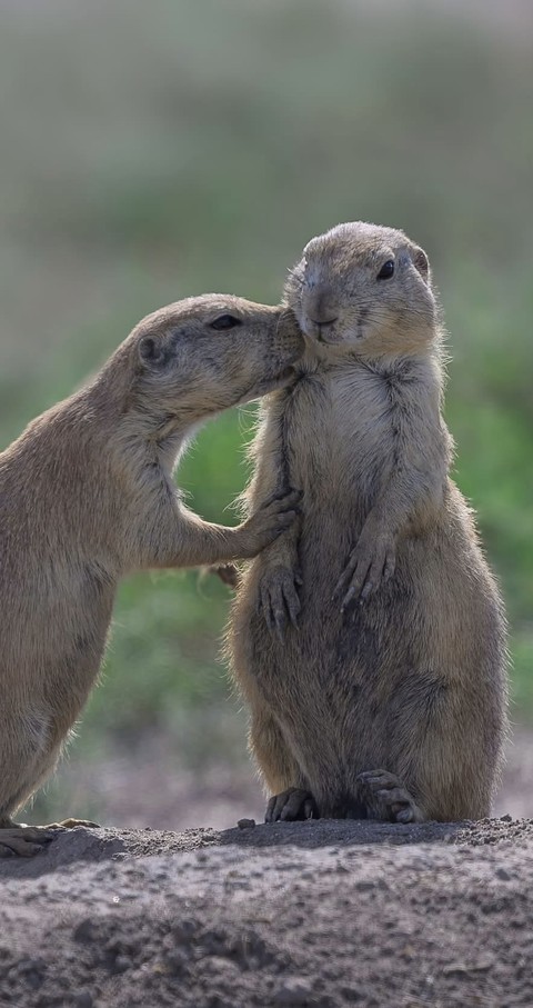 Kiss