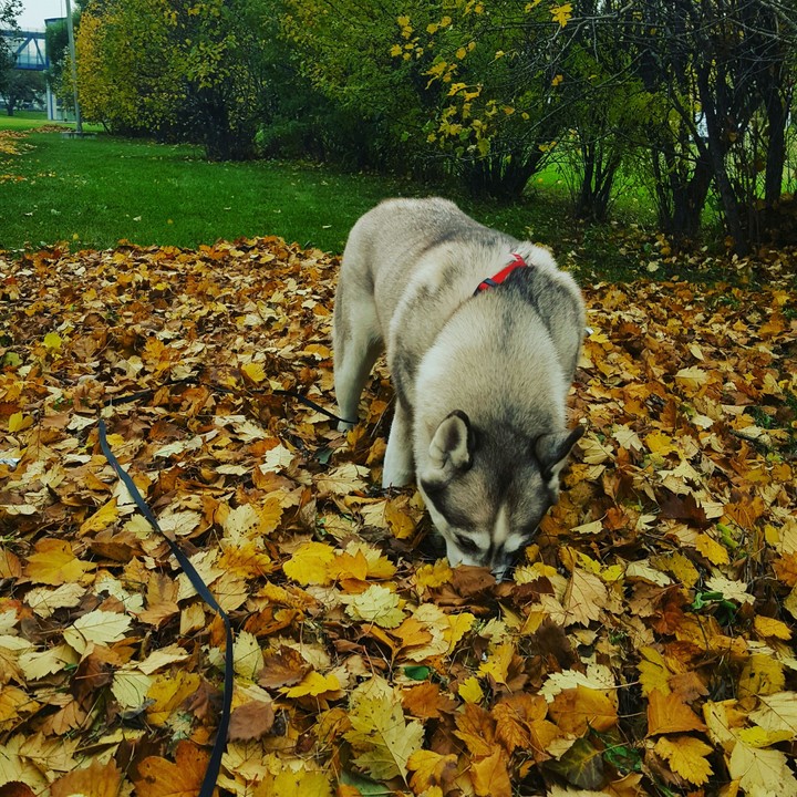 осень с хаски