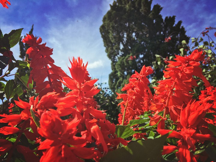 flower