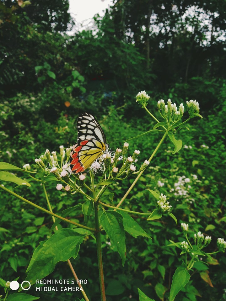 butterfly