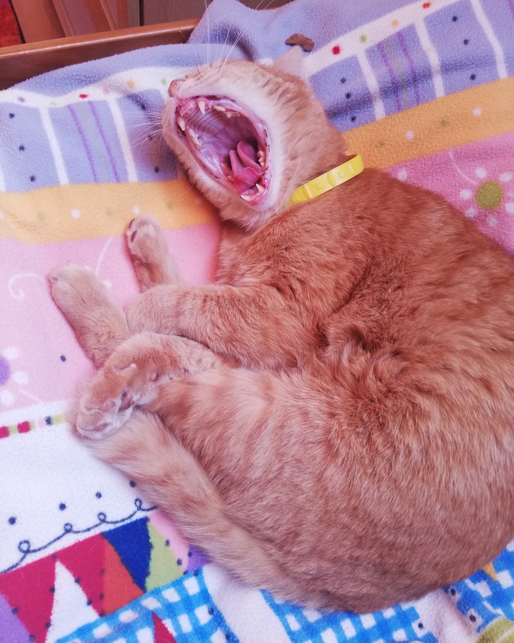 cute cat