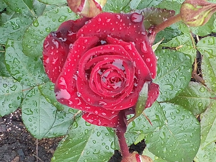 rose