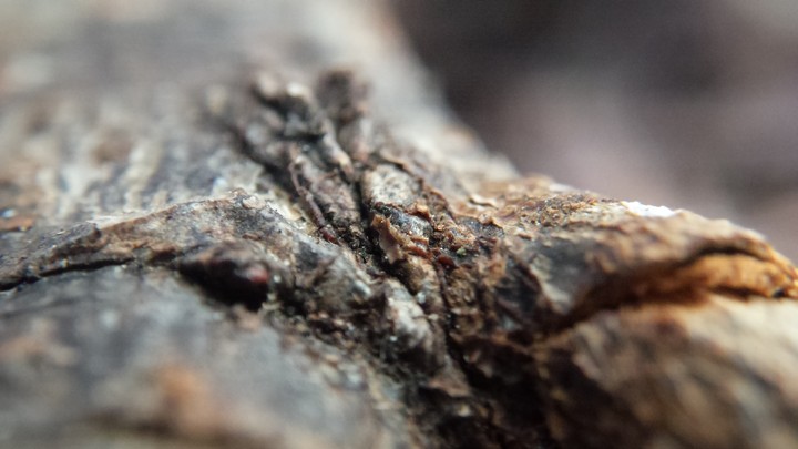 WoodZoom