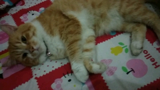 cat
