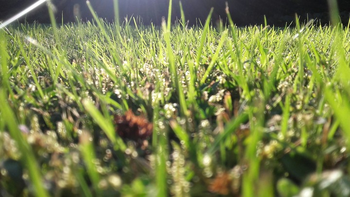 Herbe