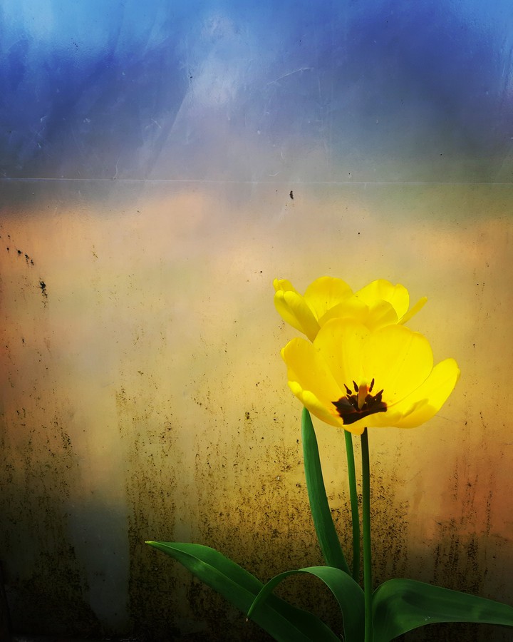 spring