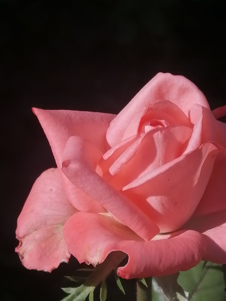 rose