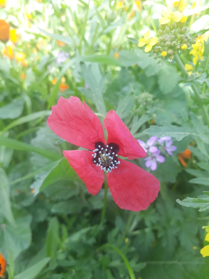 nature