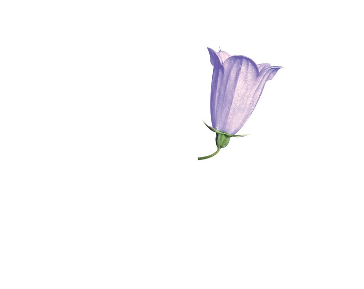 식물이미지