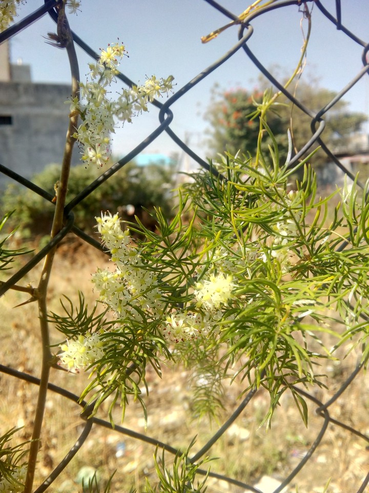 flowers...