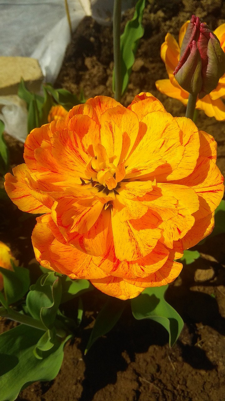 Sunny tulip