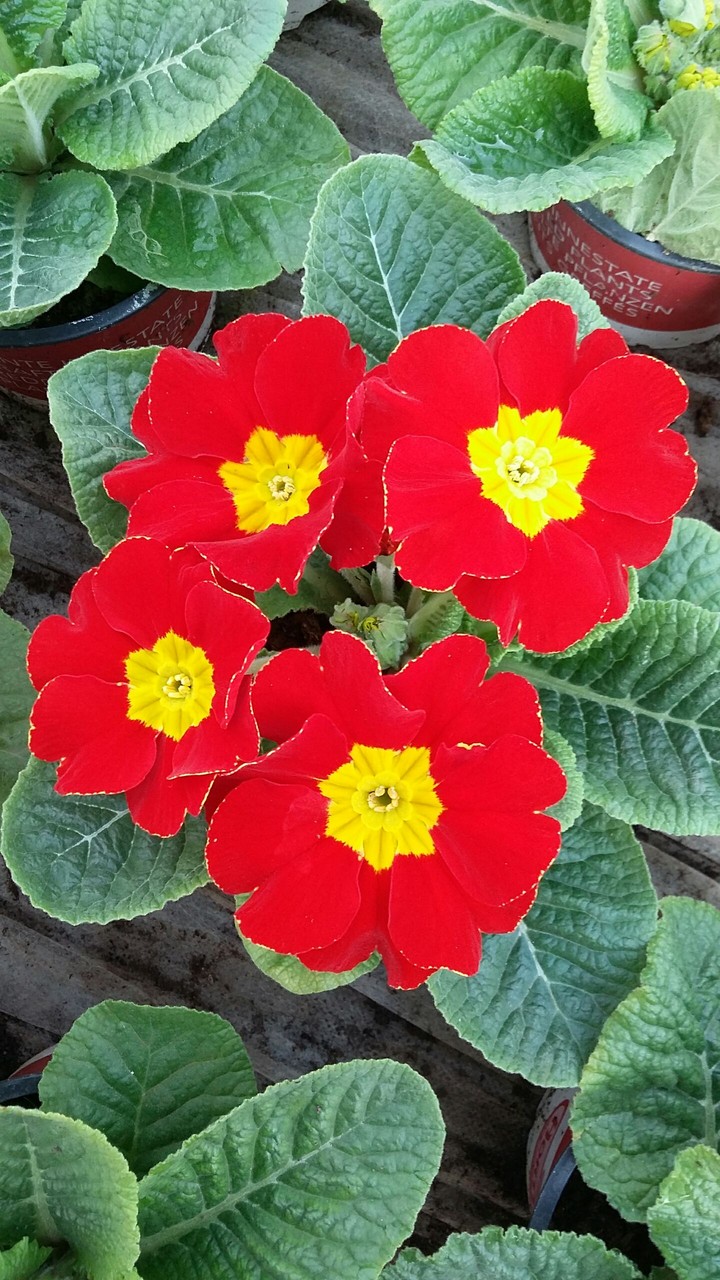 Red primula