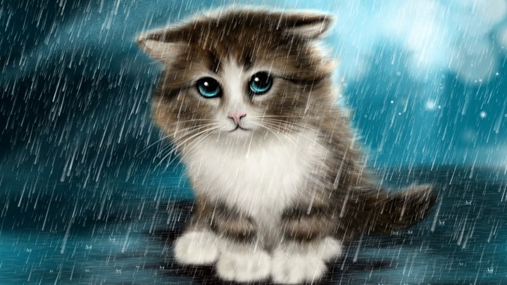 котик